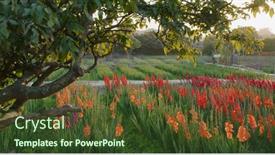  Presentation with red hibiscus rosa sinensis flower - Audience pleasing slide deck consisting of red-gladiolus-flower-farm backdrop and a tawny brown colored foreground
