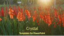  Presentation with sunlight - Theme enhanced with red-gladiolus-flower-farm background and a tawny brown colored foreground