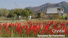 Presentation with sunlight - Audience pleasing slide set consisting of red-gladiolus-flower-farm backdrop and a tawny brown colored foreground