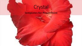  Presentation with red - Theme having red gladiolus isolated on white background and a red colored foreground