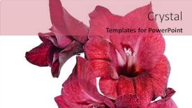  Presentation with red - Slide deck featuring red-gladiolus-on-a-white background and a coral colored foreground