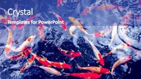  Presentation with red gold white - Colorful PPT theme enhanced with red gold and white koi backdrop and a ocean colored foreground