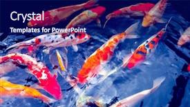  Presentation with red gold white - Audience pleasing slide deck consisting of red gold and white koi backdrop and a navy blue colored foreground