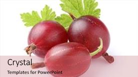  Presentation with gooseberry - Audience pleasing presentation consisting of red gooseberry with leaves backdrop and a  colored foreground