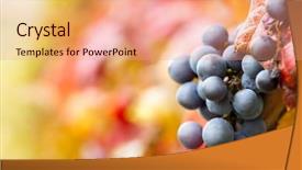  Presentation with grape vine - Slides having red grape on vine background and a coral colored foreground
