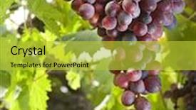  Presentation with vine - Presentation theme enhanced with red grapes on vine with flare background and a yellow colored foreground