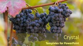  Presentation with vineyard - Amazing theme having red-grapes-ready backdrop and a tawny brown colored foreground