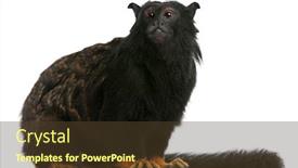  Presentation with red - Audience pleasing slides consisting of red-handed-tamarin-saguinus-midas backdrop and a tawny brown colored foreground