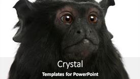  Presentation with red - Theme enhanced with red-handed-tamarin-saguinus-midas background and a black colored foreground