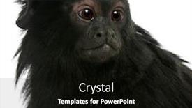  Presentation with red - PPT layouts with red-handed-tamarin-saguinus-midas background and a black colored foreground