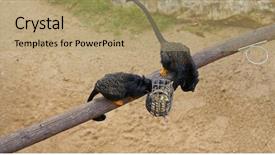  Presentation with monkey - Beautiful slides featuring red handed tamarin backdrop and a coral colored foreground