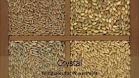  Presentation with cereal grains - Presentation theme enhanced with red hard winter wheat barley background and a coral colored foreground