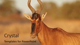  Presentation with south africa - Presentation design having red hartebeest alcelaphus buselaphus kalahari background and a red colored foreground