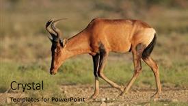  Presentation with south africa - Presentation enhanced with red-hartebeest-alcelaphus-buselaphus-kalahari background and a gold colored foreground
