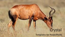  Presentation with kalahari - Audience pleasing slide deck consisting of marble board empty table in front of blurred background perspective marble over blur in supermarket - can be used for display or montage your products mock up for display of product backdrop and a soft green colored foreground