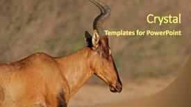  Presentation with south africa - Slide deck featuring red-hartebeest-alcelaphus-buselaphus-kalahari background and a tawny brown colored foreground
