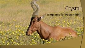  Presentation with red - Audience pleasing presentation theme consisting of red-hartebeest-alcelaphus-buselaphus-lying backdrop and a yellow colored foreground