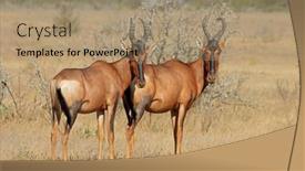  Presentation with pair - Theme consisting of red-hartebeest-alcelaphus-buselaphus-pair background and a  colored foreground