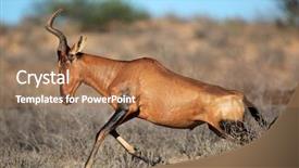  Presentation with safari south africa - Presentation having red hartebeest alcelaphus buselaphus sprinting background and a  colored foreground