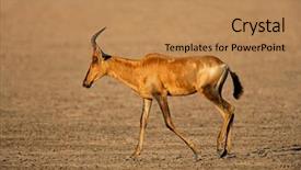  Presentation with south africa - Theme with red-hartebeest-alcelaphus-buselaphus-walking background and a coral colored foreground