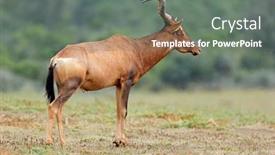  Presentation with south africa - Slides with red-hartebeest-alcelaphus-buselaphus background and a  colored foreground