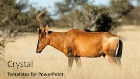  Presentation with south africa - PPT theme enhanced with red-hartebeest-alcelaphus-buselaphus background and a coral colored foreground