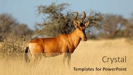  Presentation with africa - Slide deck having red-hartebeest-alcelaphus-buselaphus background and a yellow colored foreground