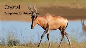  Presentation with alert - PPT theme with red hartebeest antelope alcelaphus buselaphus background and a  colored foreground