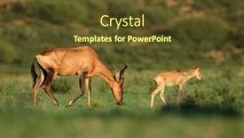  Presentation with kalahari - Presentation design featuring red-hartebeest-antelope-alcelaphus-buselaphus background and a tawny brown colored foreground