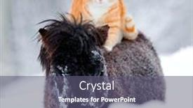  Presentation with walking cat - Slides having red-headed-cat-sitting background and a gray colored foreground