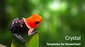  Presentation with poison - Presentation design with red headed poison dart frog background and a tawny brown colored foreground