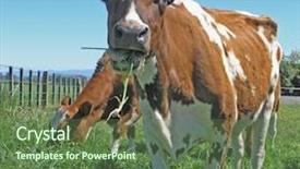  Presentation with breeding cow - Presentation theme having  background and a  colored foreground