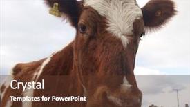  Presentation with cow - Amazing presentation having  backdrop and a  colored foreground