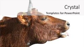 Presentation with jaw - Cool new slide set with ayrshire cow with swollen jaw backdrop and a white colored foreground
