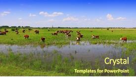  Presentation with branding - Beautiful presentation design featuring heifer - group of hereford cows being backdrop and a tawny brown colored foreground