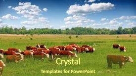  Presentation with branding - Amazing slide deck having group of hereford cows being backdrop and a tawny brown colored foreground