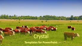  Presentation with branding - Audience pleasing PPT theme consisting of group of hereford cows being backdrop and a gold colored foreground