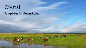  Presentation with branding - Beautiful presentation theme featuring beef cattle farm close up - group of hereford cows being backdrop and a light blue colored foreground