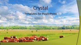  Presentation with branding - Audience pleasing presentation consisting of beef cattle farm close up - group of hereford cows being backdrop and a light blue colored foreground