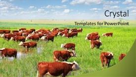  Presentation with branding - Cool new presentation theme with beef cattle farm close up - group of hereford cows being backdrop and a light blue colored foreground