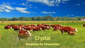  Presentation with branding - Beautiful presentation theme featuring heifer - group of hereford cows being backdrop and a tawny brown colored foreground