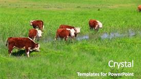  Presentation with branding - Colorful presentation design enhanced with beef cattle farm close up - group of hereford cows being backdrop and a tawny brown colored foreground