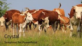  Presentation with branding - Slides having heifer - group of hereford cows being background and a gold colored foreground