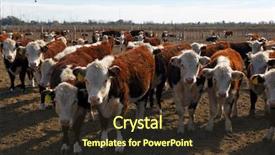  Presentation with cattle - Audience pleasing theme consisting of hereford cattle farm in mendoza backdrop and a tawny brown colored foreground