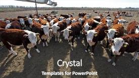  Presentation with cattle - PPT layouts featuring heifer - hereford cattle farm in mendoza background and a dark gray colored foreground
