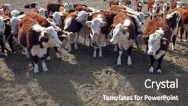  Presentation with cattle - Theme enhanced with hereford cattle farm in mendoza background and a gray colored foreground