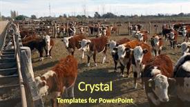  Presentation with cattle - Amazing PPT layouts having heifer - hereford cattle farm in mendoza backdrop and a tawny brown colored foreground