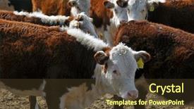  Presentation with beef cattle on farm - Slide deck consisting of hereford cattle farm in mendoza argentina background and a tawny brown colored foreground