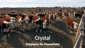  Presentation with cattle - Beautiful theme featuring hereford cattle farm in mendoza argentina backdrop and a tawny brown colored foreground
