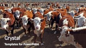  Presentation with cattle - PPT layouts with red white heifers - hereford cattle farm in mendoza background and a tawny brown colored foreground
